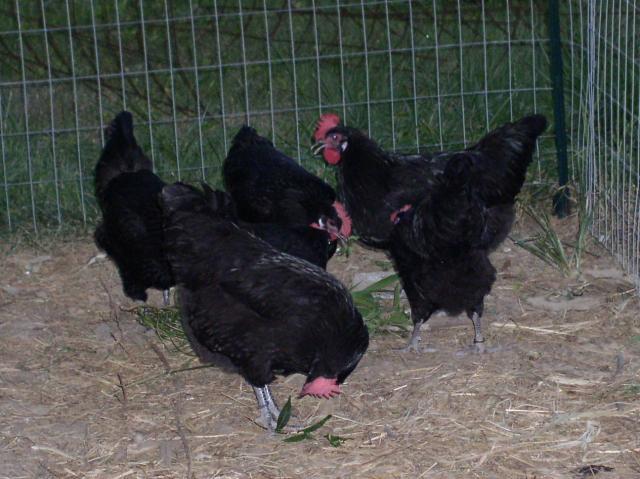 72519_pene_hens.jpg