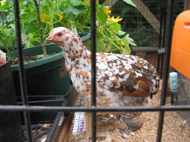 72609_chicken_saddle_026.jpg