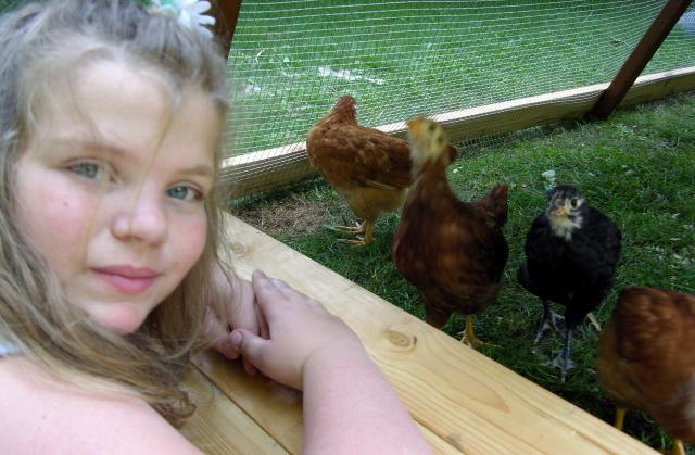 72609_chickens_084.jpg