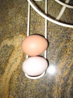 72609_egg_032.jpg