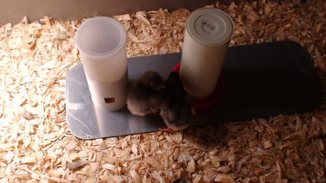 72610_chicks_day_2_007.jpg