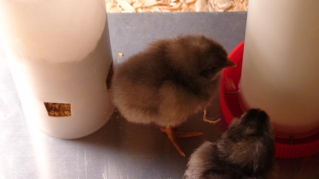 72610_chicks_day_2_009.jpg