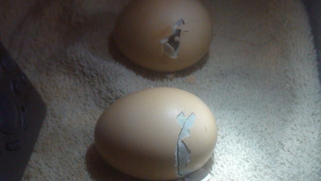 72610_first_chick_hatch_041.jpg