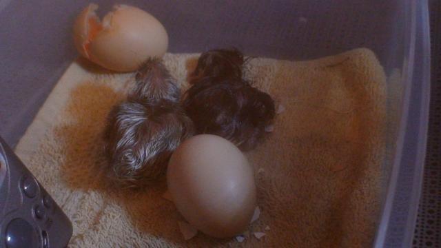72610_first_chick_hatch_051.jpg