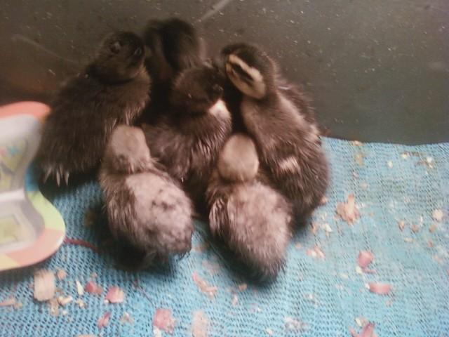 72673_ducklings_1.jpg