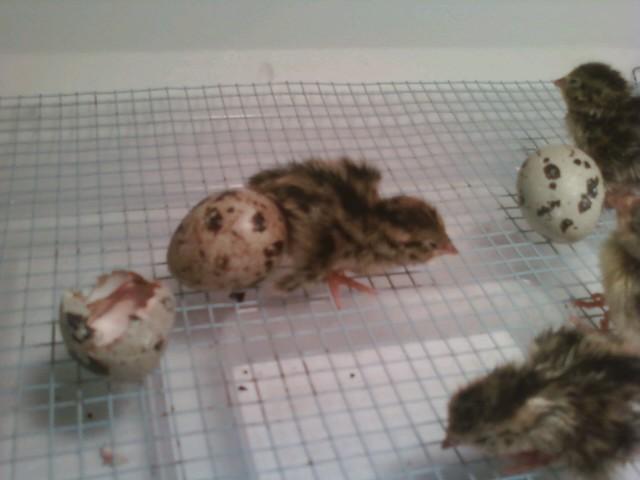 72673_quail_2.jpg