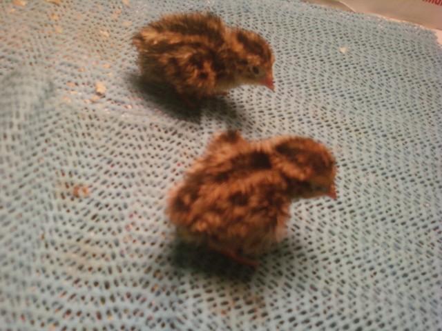 72673_quail_8.jpg