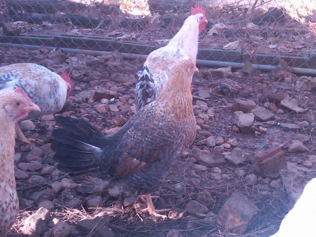 72682_img01602-20111217-1344.jpg