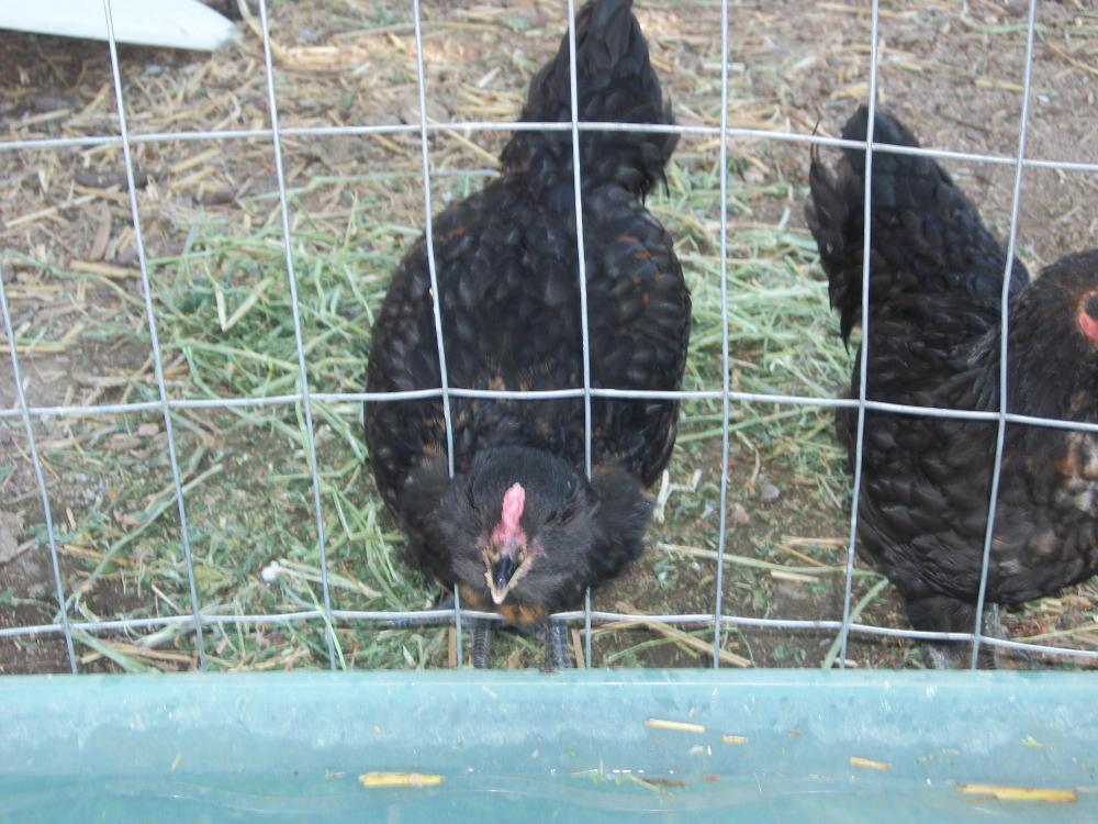 72723_random_pictures_of_chickens_031.jpg