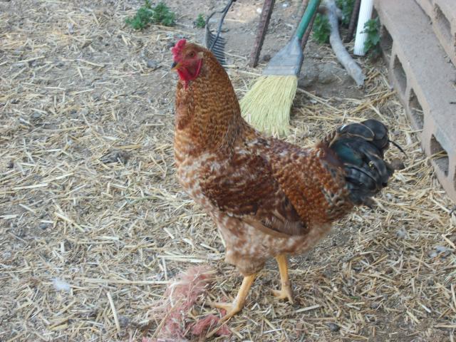 72723_random_pictures_of_chickens_046.jpg