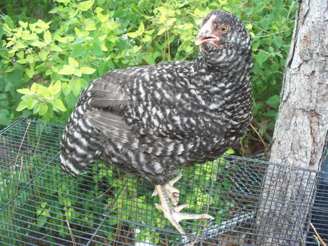 7277_barred_pullets_011.jpg