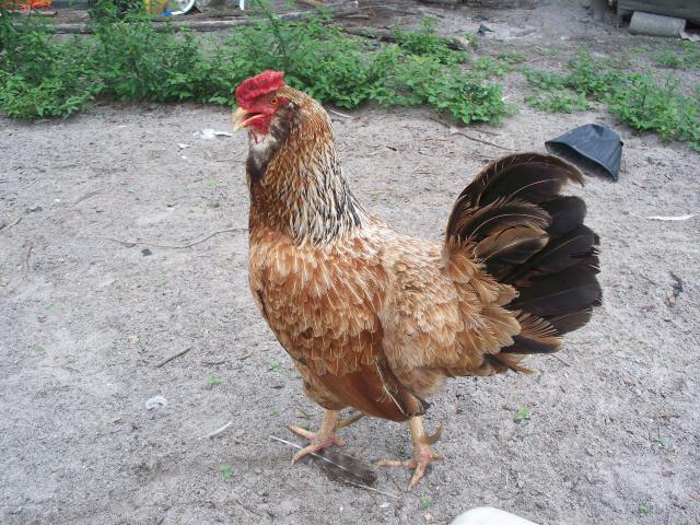 7277_barred_pullets_016.jpg