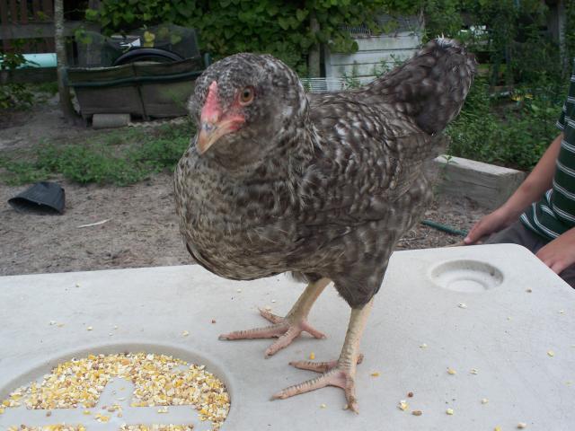 7277_barred_pullets_023.jpg