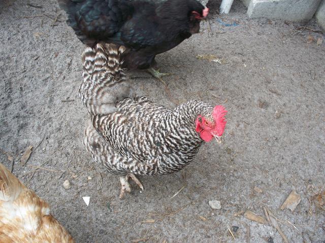 7277_barred_pullets_025.jpg