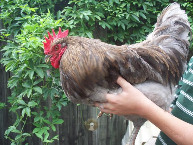 7277_barred_pullets_029.jpg
