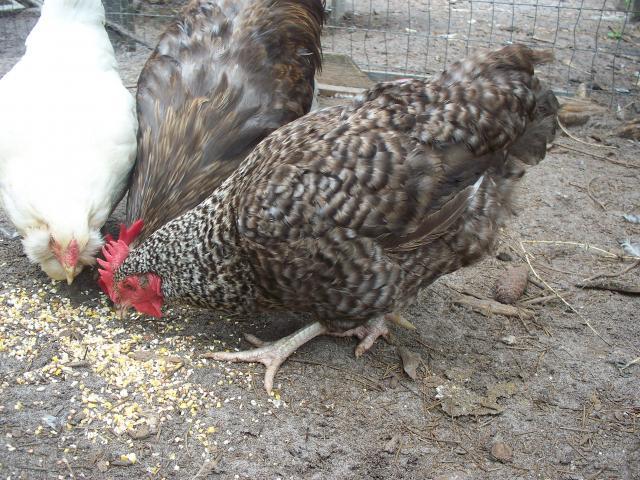 7277_barred_pullets_035.jpg