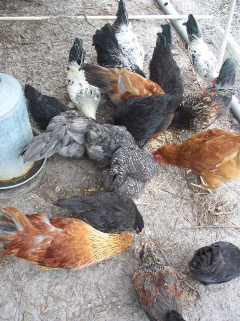 7277_barred_pullets_036.jpg