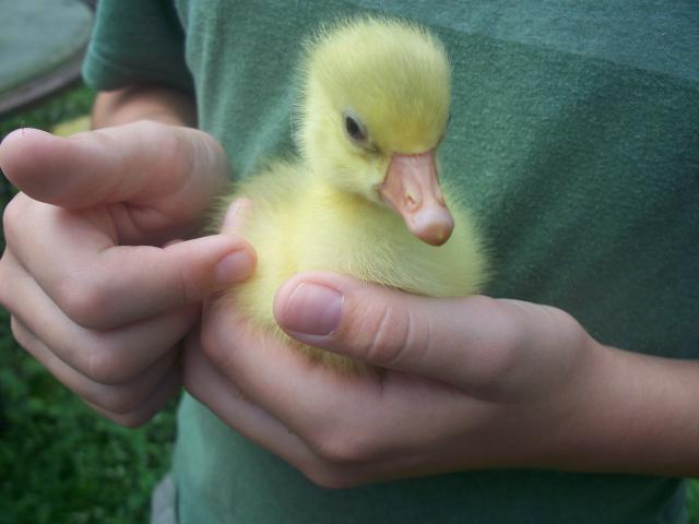 7277_biscuits_goslings_7-9-11_001.jpg