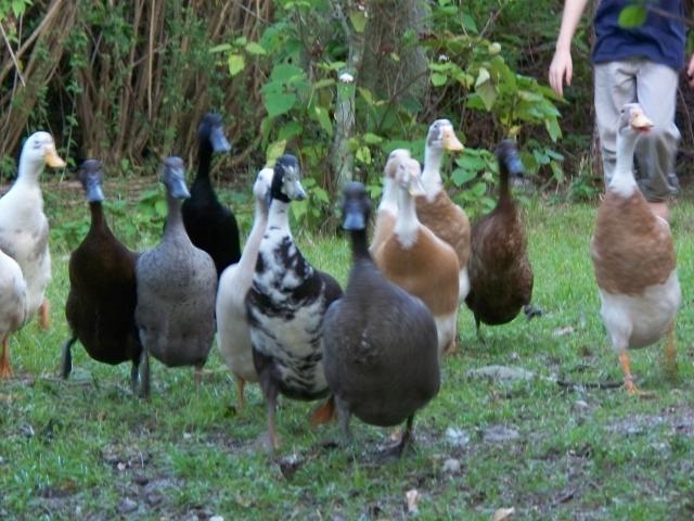 Geese and Ducks for sale, Palm Beach County, FL | BackYard ...