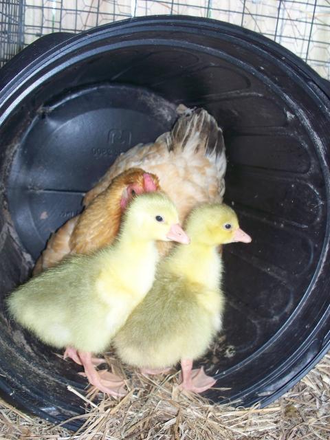 7277_more_goslings_037.jpg