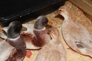 72860_call_ducks_008.jpg