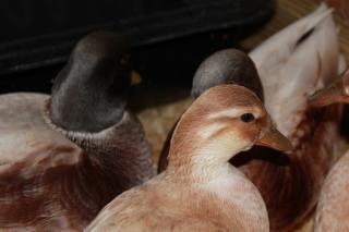 72860_call_ducks_010.jpg