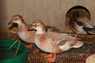 72860_callduck101_011.jpg
