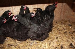 jersey giant hatching eggs