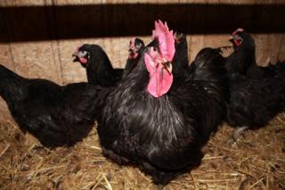 jersey giant hatching eggs