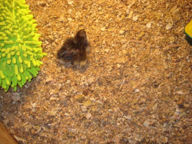 72892_chick.jpg