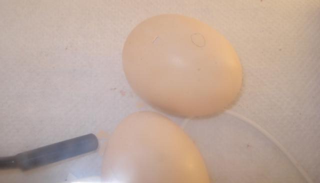 72892_egg2a.jpg