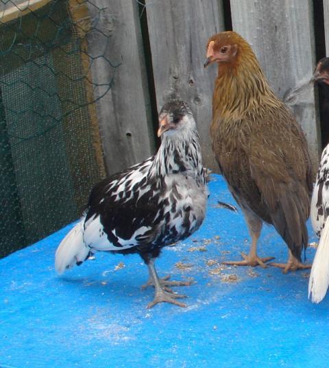 72892_female_leghorn.jpg