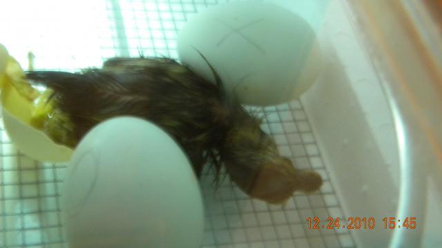 72984_dscn1132.jpg