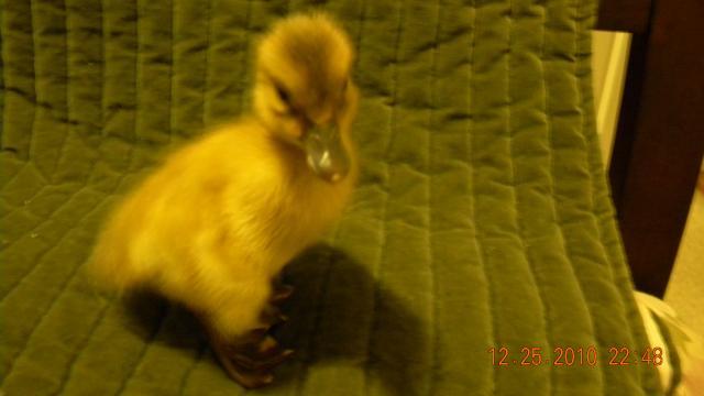 72984_dscn1216.jpg