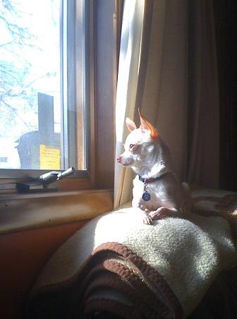 73008_chi_in_window.jpg