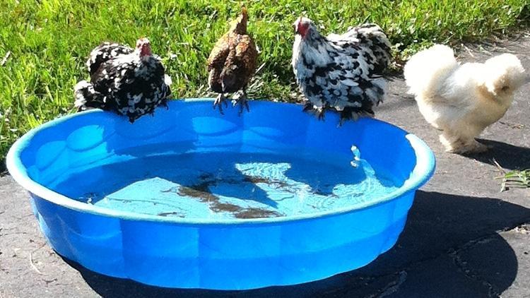 73008_chook_pool.jpg