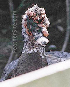 73029_doubleduck.jpeg