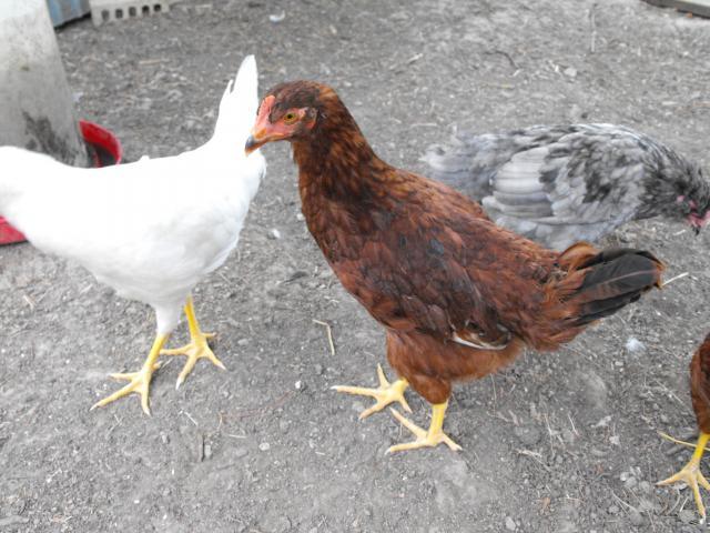 7302_chickens4.jpg