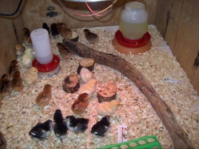 73053_chicks_in_brooder.jpg