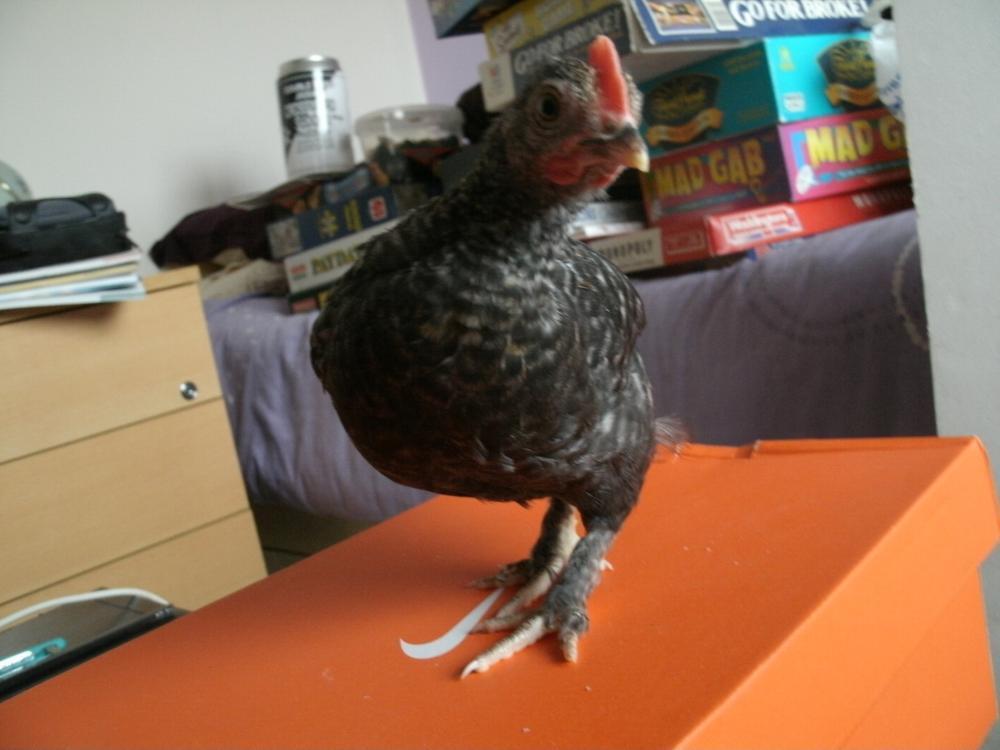 73059_albie_2.jpg