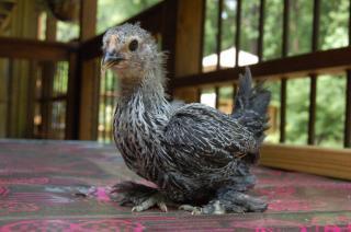 73072_birchen_girl.jpg