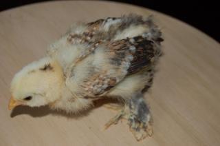 73072_creamy_chick2.jpg
