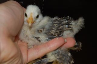 73072_silver_chick_2_weeks.jpg