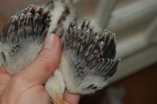 73072_silver_chick_wings.jpg