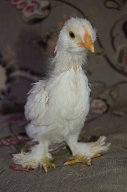 73072_white_d_chick.jpg