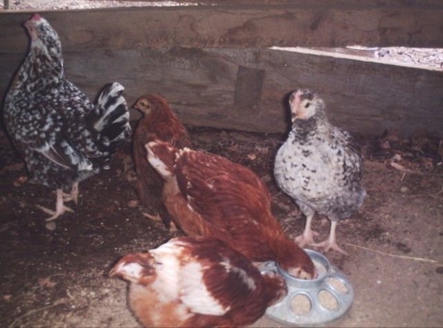 73073_chicks6wk.jpg