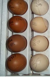 73083_eggs.jpg