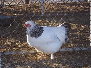 73083_ltbrahma_hen.jpg
