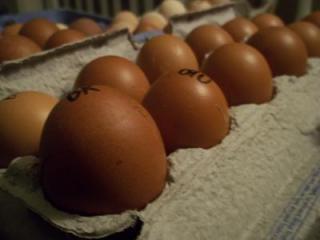 73083_maranseggs.jpg