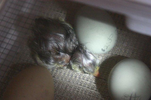 73167_1st_chick_1_hr_old.jpg